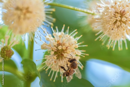 Close-up shot of a honeybee collecting pollen from California buttonbush flowers photo