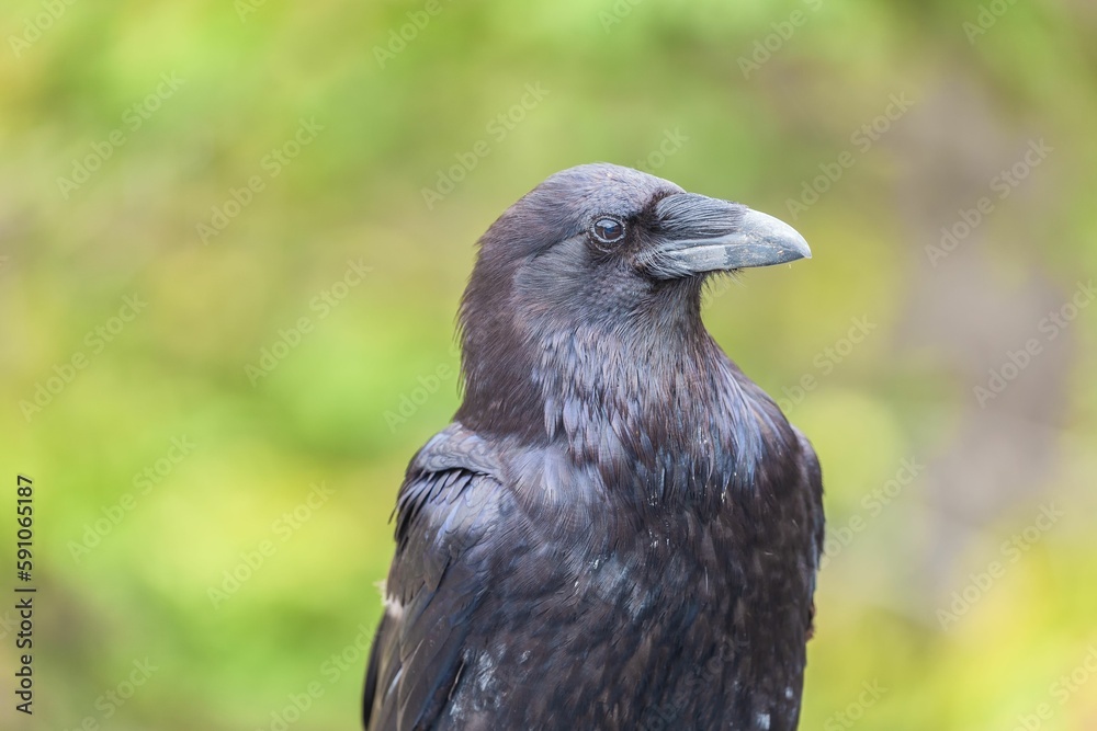 Closeup of a raven (Corvus corax principalis) on a blurred background Closeup of a raven (Corvus corax principalis) on a blurred background