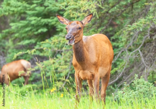 Closeup of a Female elk (Cervus canadensis) walking in the forest