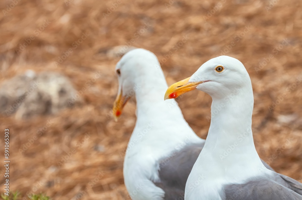 Close-up shot of two Preening western gulls in the field Close-up shot of two Preening western gulls in the field