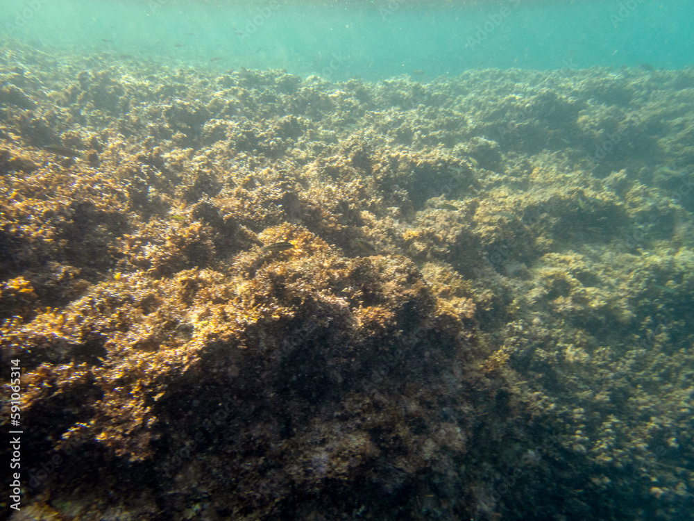 Vista subacquea della barriera corallina, Foto subacquea del fondale marino,