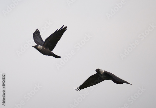 Fotografie Crow in flight
