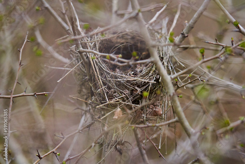 Empty nest in the bushes