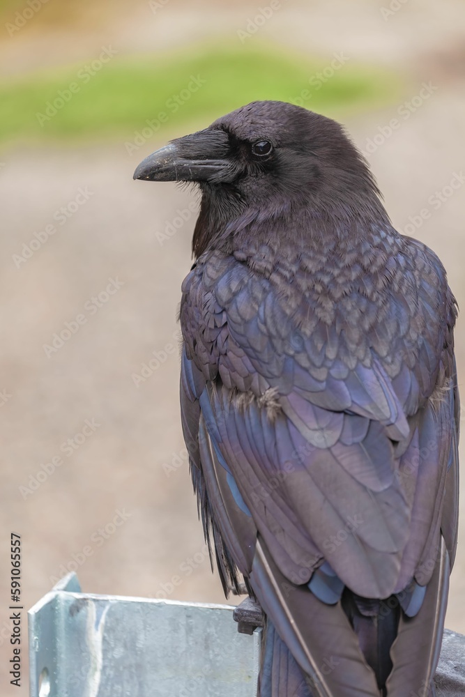Naklejka premium Closeup shot of a black single common raven in the blurred background.
