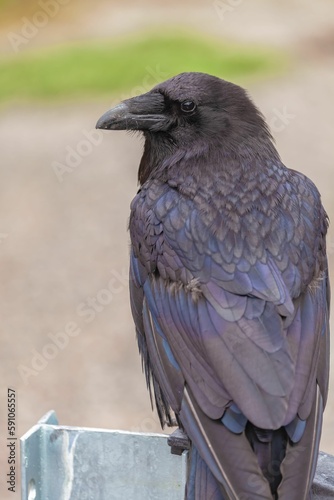 Closeup shot of a black single common raven in the blurred background.