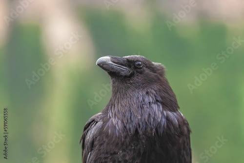 Portrait of a common raven  Corvus corax principalis 