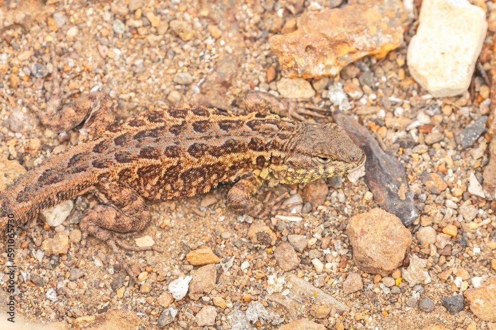 Naklejka premium Closeup shot of a common side-blotched lizard outdoors