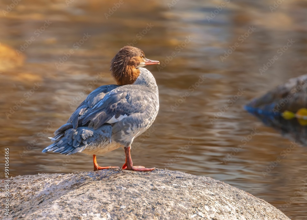 Close-up shot of common merganser sitting on a stone by a waterhole, bokeh background Close-up shot of common merganser sitting on a stone by a waterhole, bokeh background