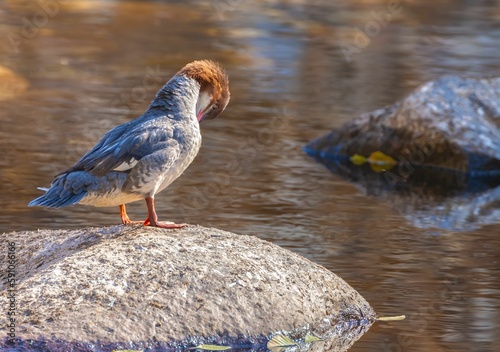 Close-up shot of common merganser sitting on a stone by a waterhole, bokeh background