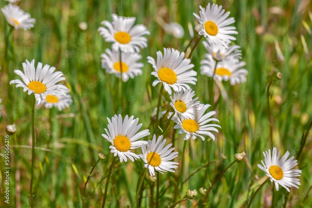 Delicate daisy flowers blooming in a spring garden Delicate daisy flowers blooming in a spring garden