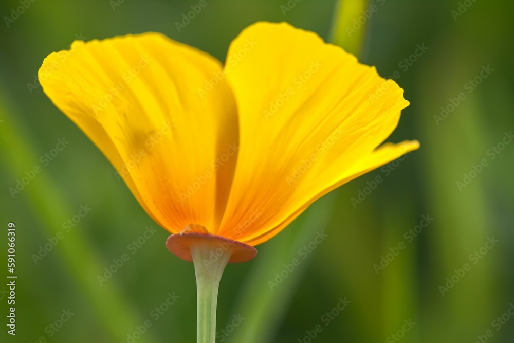 Close-up shot of a delicate yellow poppy blooming in a garden Close-up shot of a delicate yellow poppy blooming in a garden