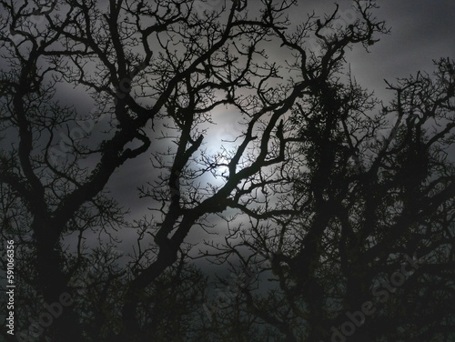 Silhouette of tree branches on a moonlit night in the park.
