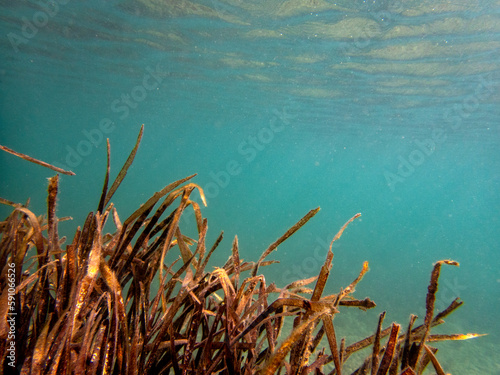 Veduta subacquea del fondale marino con alghe e pesciolini photo