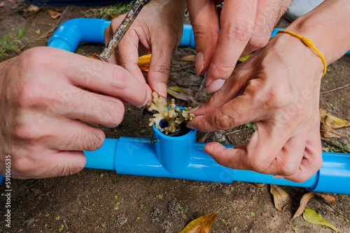 Coral restoration program in Thailand, also known as Coral Rehabilitation or Coral propagation.