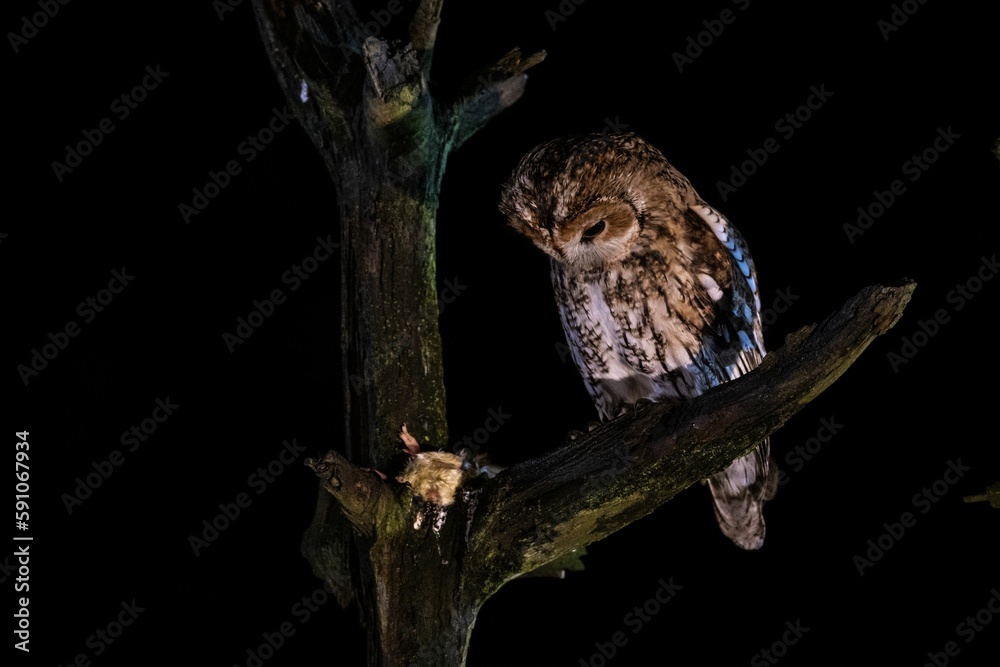 Obraz premium Tawny owl perched on the tree branch on the black background
