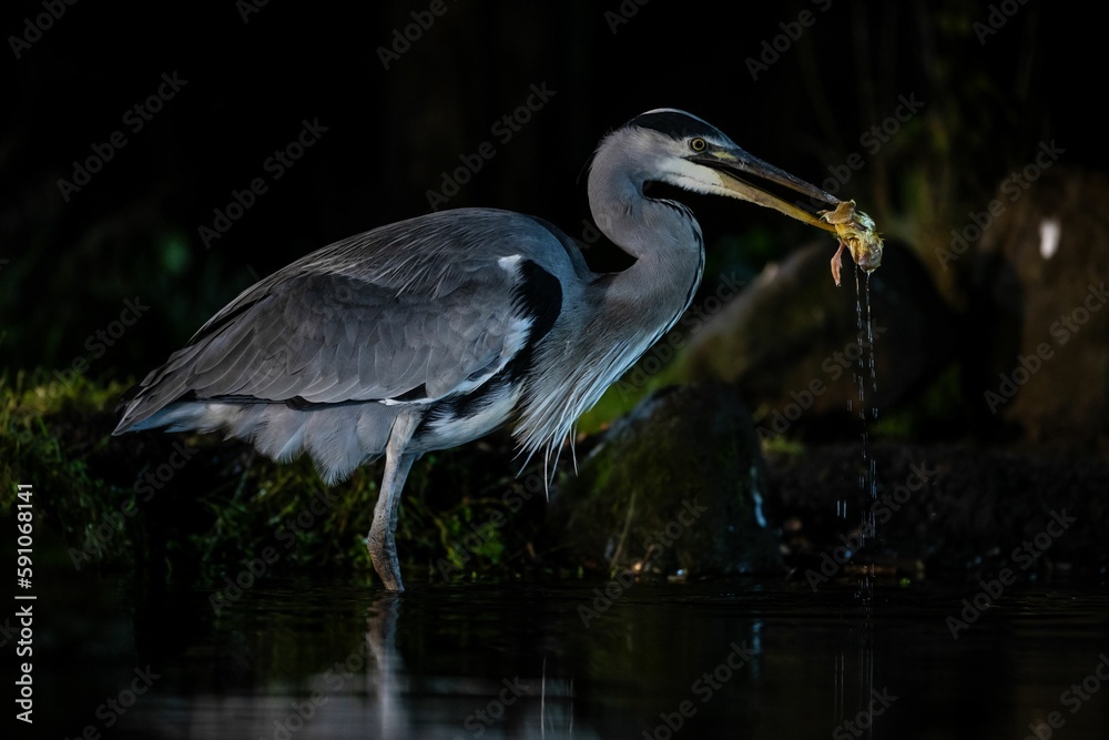 Naklejka premium Great blue heron perched in the lake in the forest at night