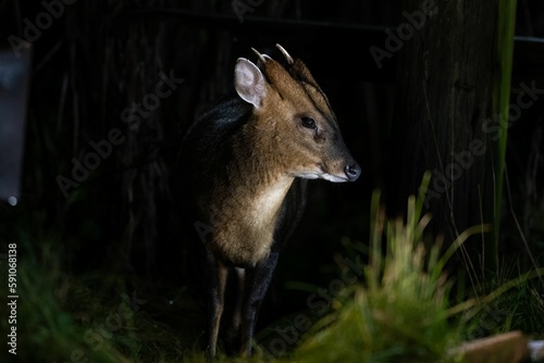 Cute Reeves's muntjac in the green field at night photo