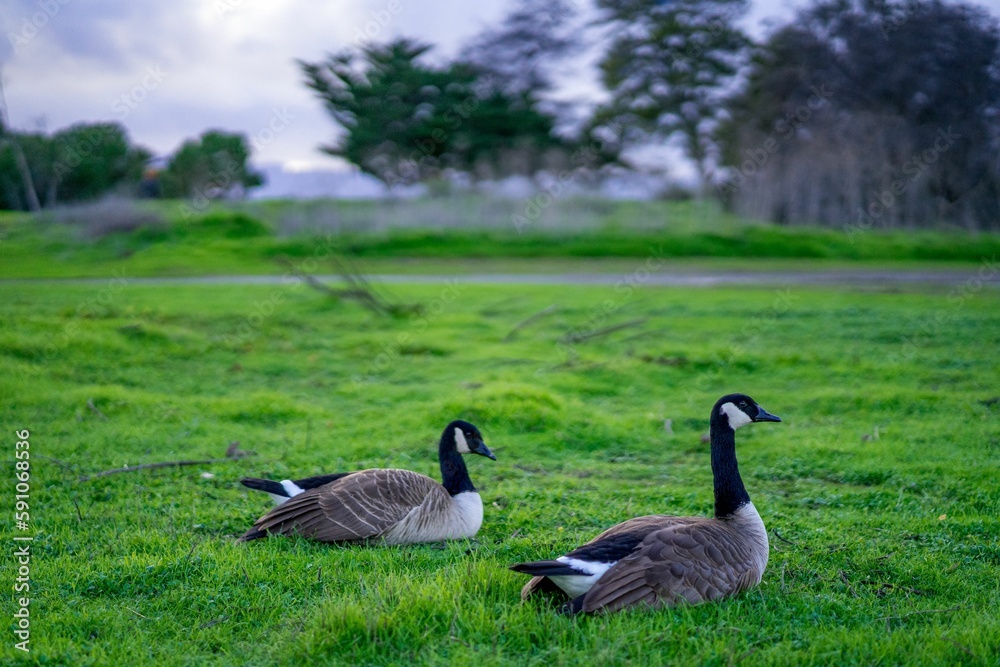 Scenic view of two ducks with black necks sitting on the grass in daylight