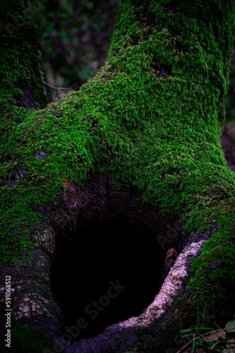 Selective focus shot of a mossy tree trunk © Janssen Arriaga/Wirestock Creators