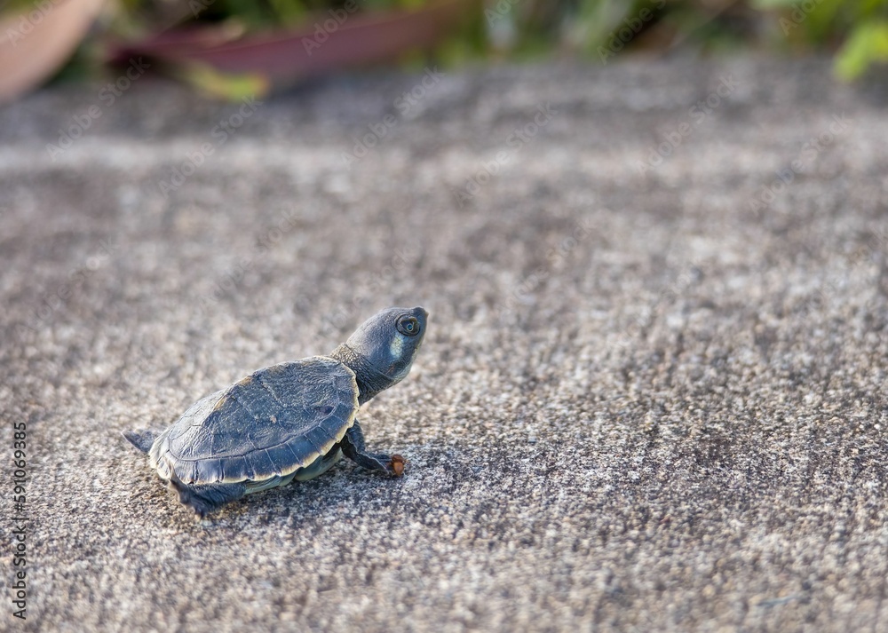 Fototapeta premium Closeup of a cute Baby Queensland River Turtle on a stone