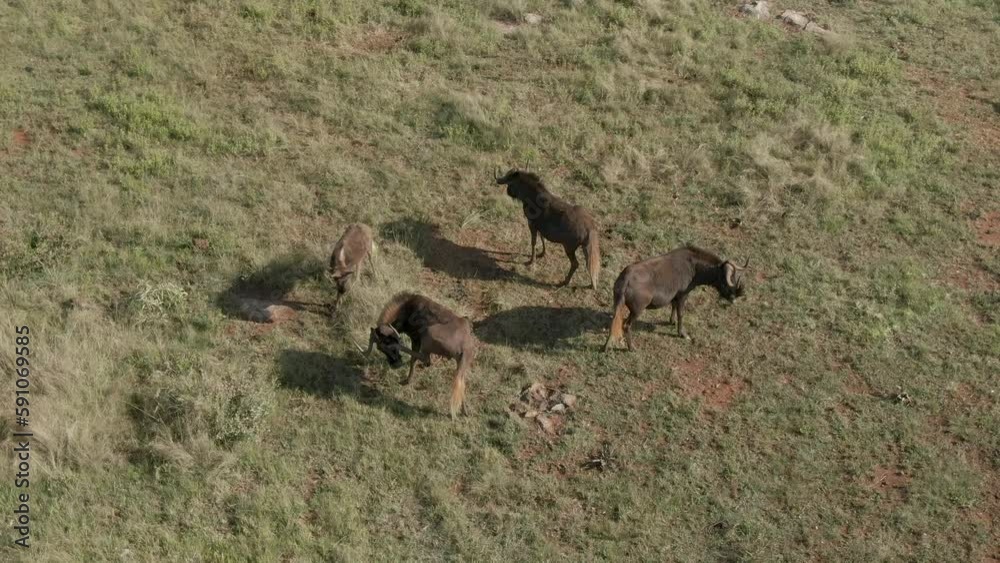 Drone aerial, Wildebeest herd with a baby on autumn savannah Drone aerial, Wildebeest herd with a baby on autumn savannah