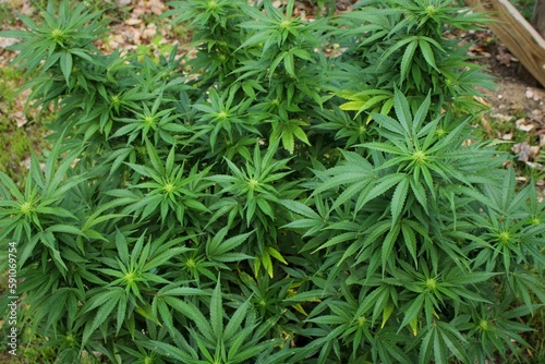 Closeup of a growing bushy cannabis plant