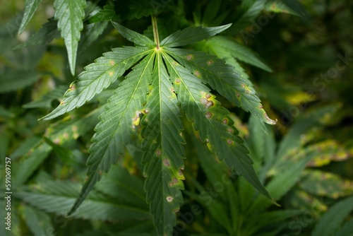 Closeup shot of a nutrient deficient marijuana plant leaf