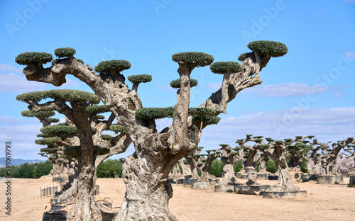 very old, specially designed Olive trees at the spanish Costa Blanca near Alicante