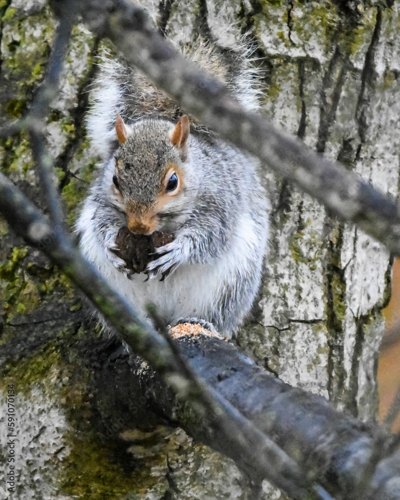 Closeup of a cute squirrel with an acorn sitting on a tree branch Closeup of a cute squirrel with an acorn sitting on a tree branch