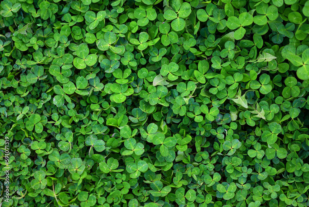 Obraz premium Green leaves of clover as natural background.