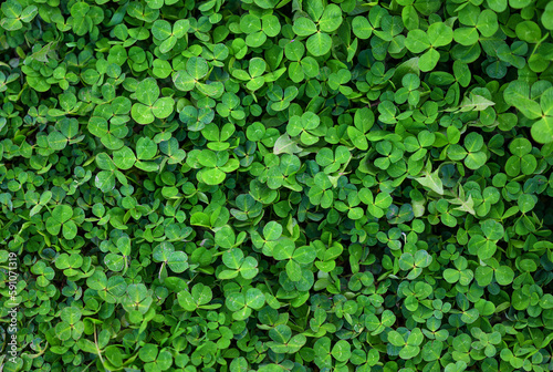 Green leaves of clover as natural background.