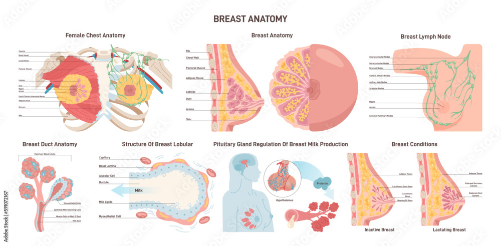 Female breast anatomy set. Mammary gland, duct and lobular structure.