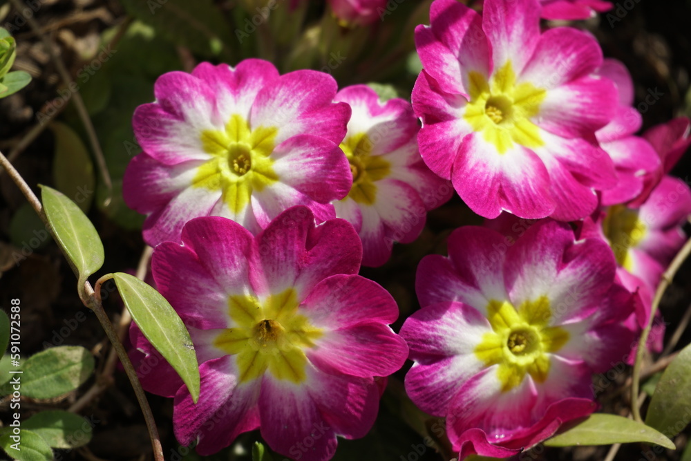Obraz premium Flowers in the garden. Bright scarlet primrose buds. Close-up. View from above