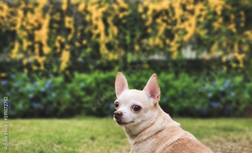 brown short hair Chihuahua dog sitting on green grass in the garden with yellow flowers blackground, looking at camera.