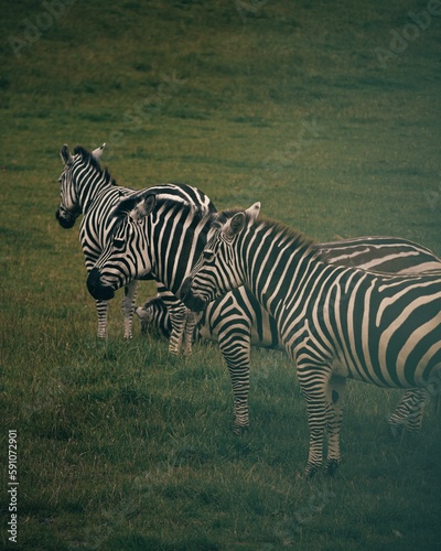 Vertcal shot of Zebras grazing in a green field