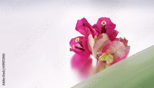 mood shot of pink tulips on a table for designs and product placing advertising.