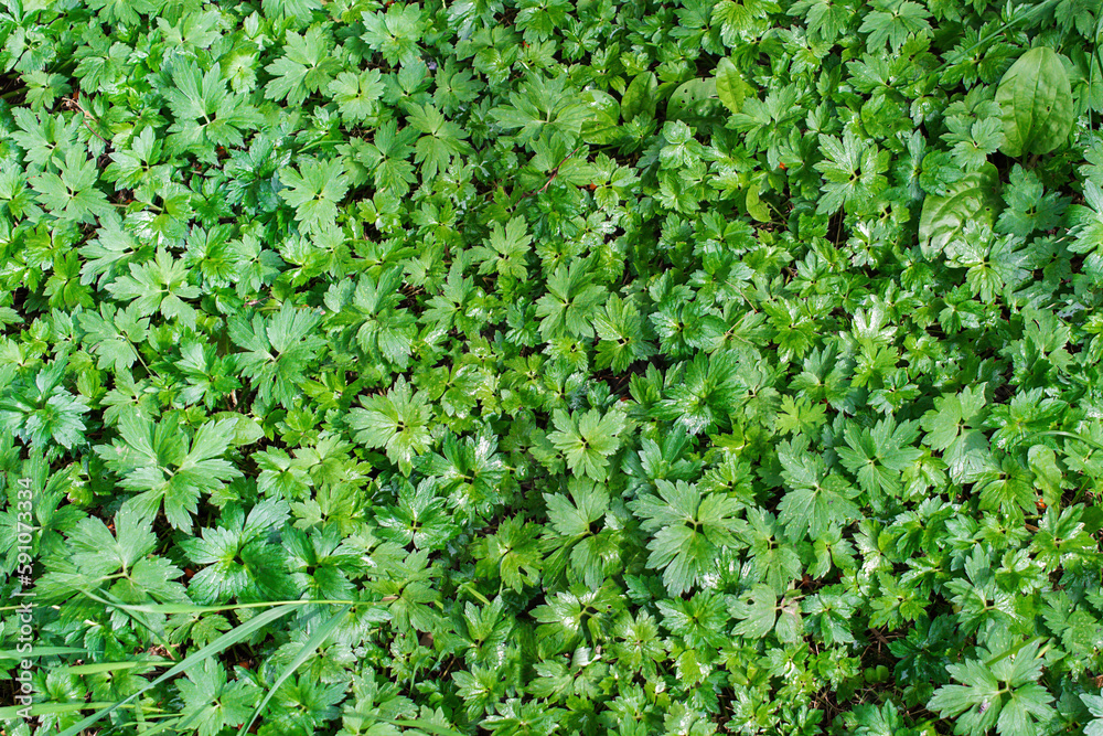 texture, background of Waldsteinia ternata leaves, top view, selective focus texture, background of Waldsteinia ternata leaves, top view, selective focus