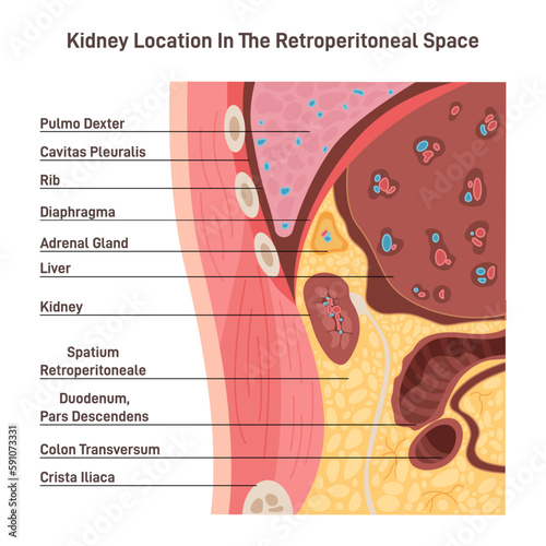 Human kidney location in retroperitoneal space. Retroperitoneum