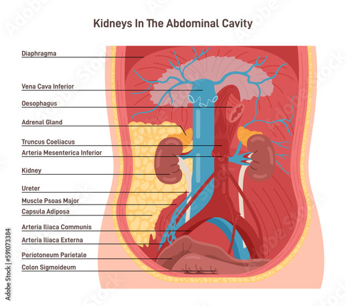 Human kidney location in the abdominal cavity. Anatomical space