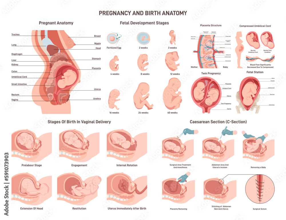 Female Development Anatomy female-development-anatomy
