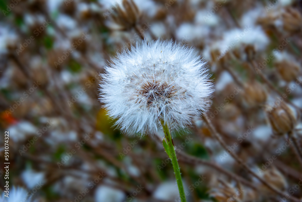 Beautiful dandelion head close up. Selective focus