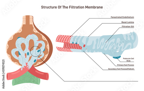 Bowman's capsule' filtration membrane structure. Renal corpuscle photo