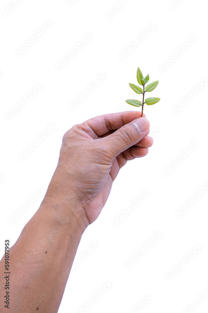 litchi sprouts and leaves in hand isolated on white background litchi sprouts and leaves in hand isolated on white background