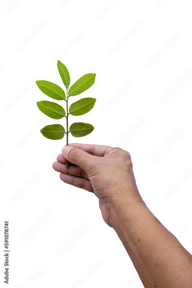 litchi sprouts and leaves in hand isolated on white background litchi sprouts and leaves in hand isolated on white background