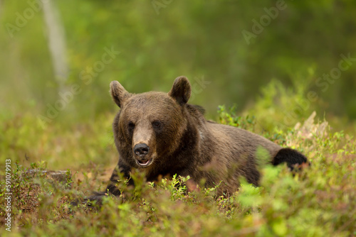 Eurasian Brown bear lying on grass in forest