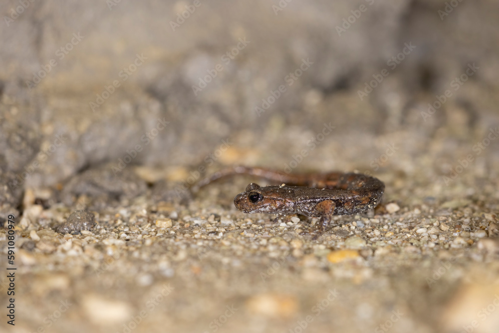 The Italian cave salamander (Speleomantes italicus) is a species of salamander in the family Plethodontidae. Endemic to Italy.