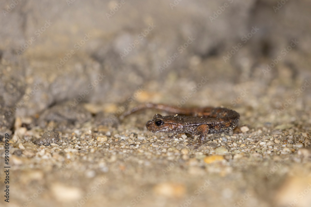The Italian cave salamander (Speleomantes italicus) is a species of salamander in the family Plethodontidae. Endemic to Italy. The Italian cave salamander (Speleomantes italicus) is a species of salamander in the family Plethodontidae. Endemic to Italy.
