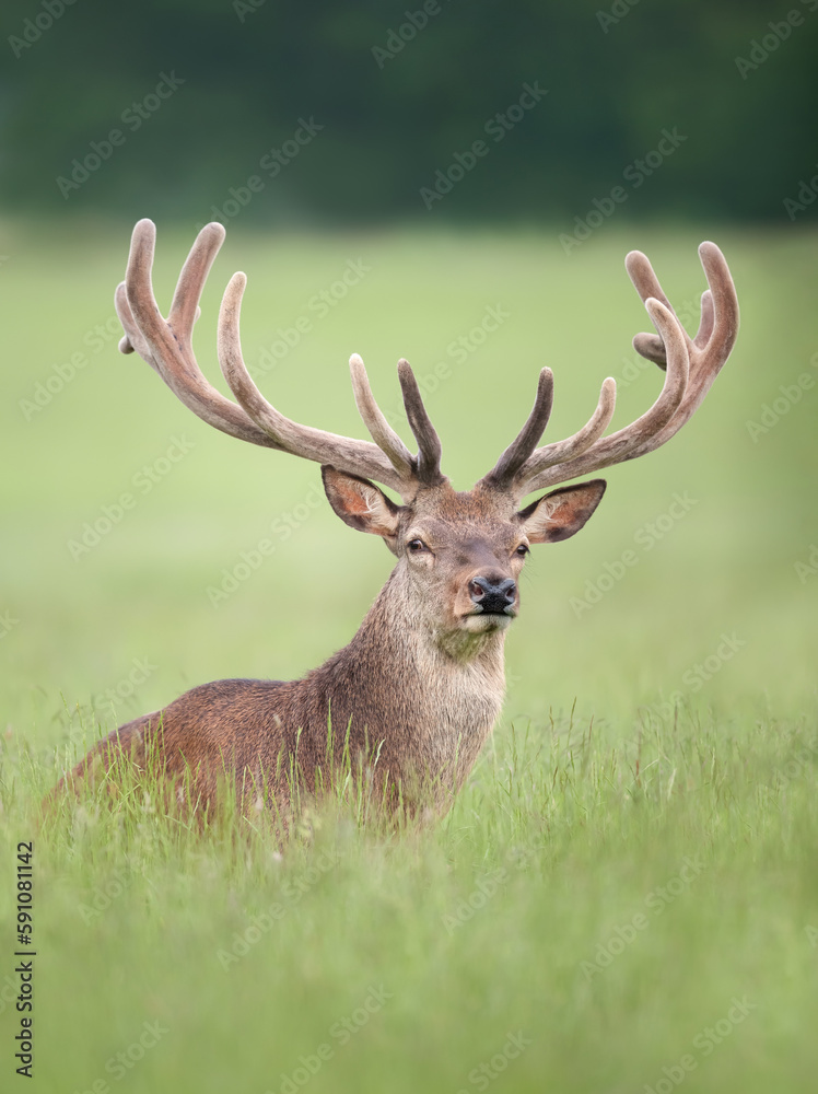 Red deer stag with velvet antlers in summer