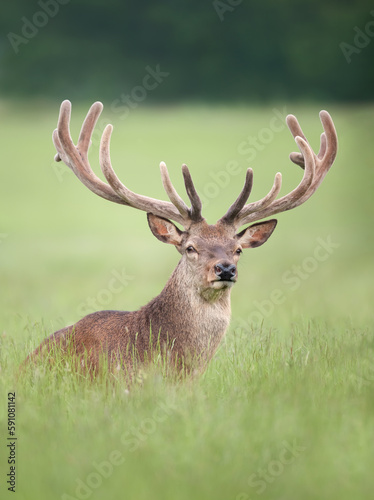 Red deer stag with velvet antlers in summer © giedriius