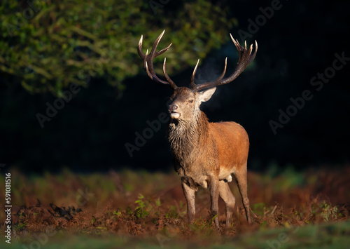 Red deer stag during rutting season in autumn